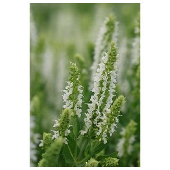 Szałwia omszona Sensation ‘Medium White’ DON